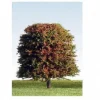K+M Model Trees 90mm Single Deciduous Mixed Colour Model Tree
